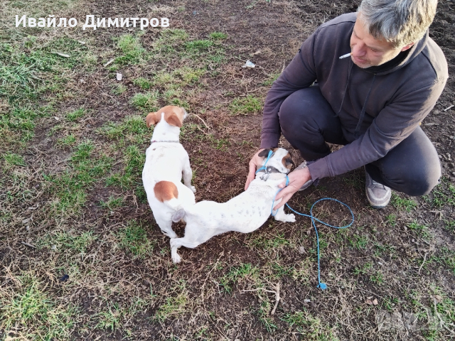 продавам кученца, снимка 14 - Джак ръсел териер - 44515426