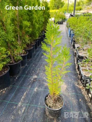 Източна туя в контейнер , снимка 3 - Градински цветя и растения - 46394165