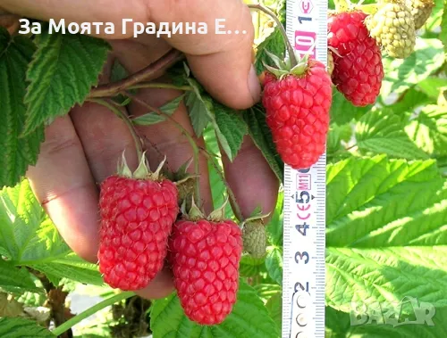 Гигантска Малина Глен Ди