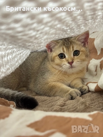 Британска късокосместа златна чинчила , снимка 1