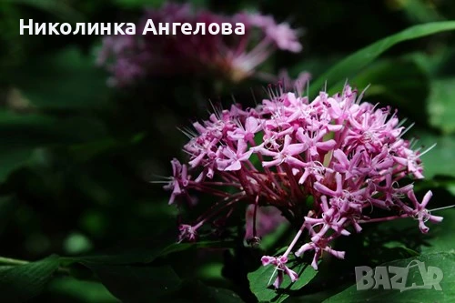 КЛЕРОДЕНДРОН  ЦЕНА  8.00 лв /бр, снимка 1