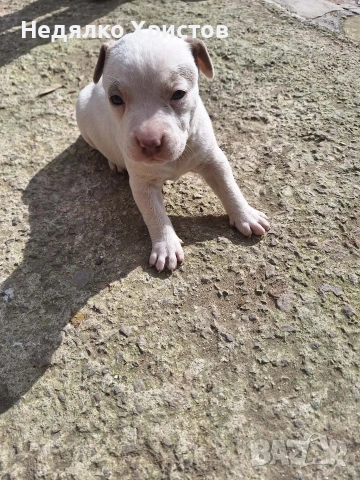 прдават се питбулчета ретнос, снимка 3 - Питбул - 54172863
