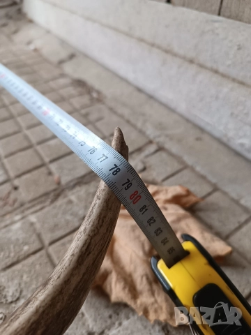 Еленски рога трофей, снимка 3 - Антикварни и старинни предмети - 52977507