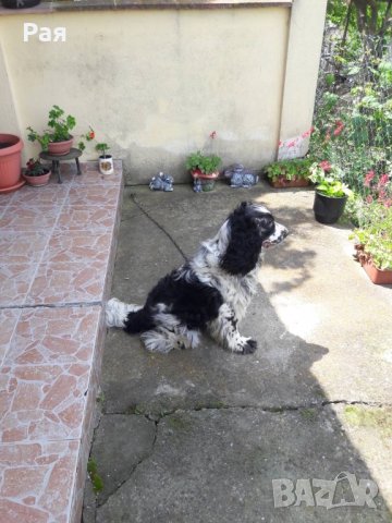 Спрингер Шпаньол, снимка 2 - Шпаньоли - 40821293