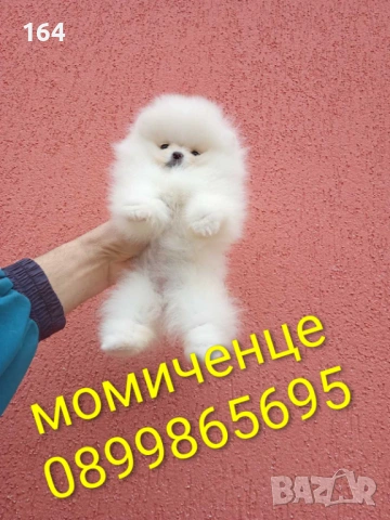 Бели мини Померани. Реални снимки от 04.04.26 г. 