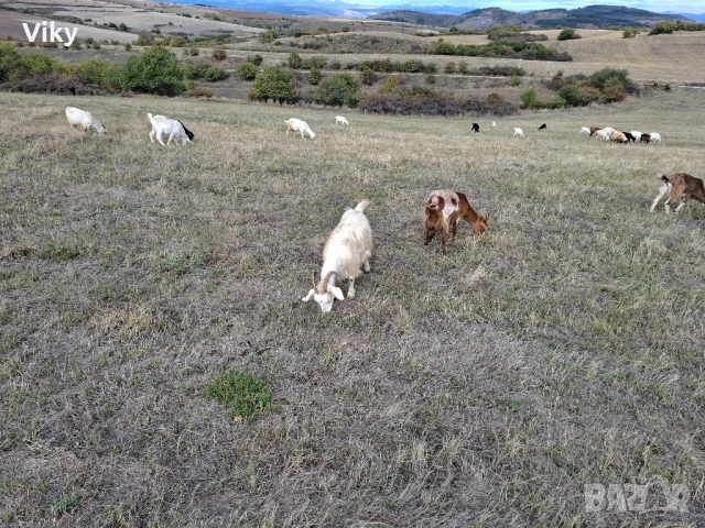 ярета на свободна паша, снимка 13 - Кози - 51962195