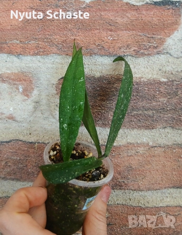 Хоя. Hoya Scortechinii UT-001, снимка 4 - Стайни растения - 52117934