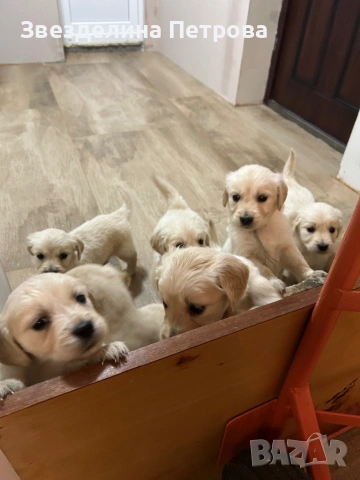 ГОЛДЪН РЕТРИВЪР, снимка 2 - Голдън ретривър - 54084435