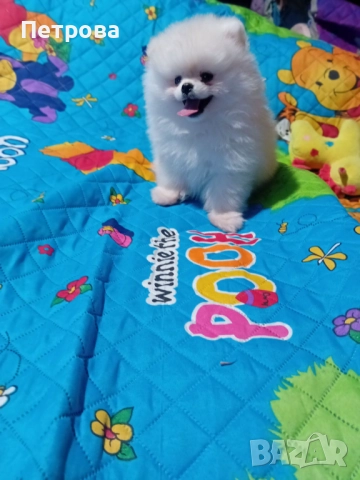 Мини померанче момченце