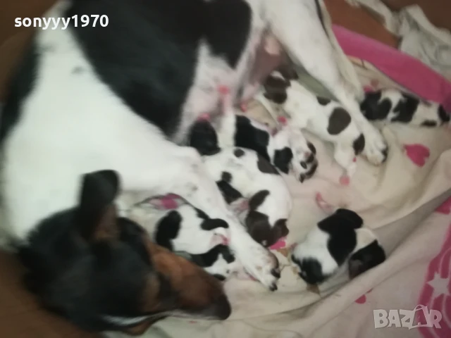 джак ръсел 1308251505, снимка 8 - Джак ръсел териер - 51353459