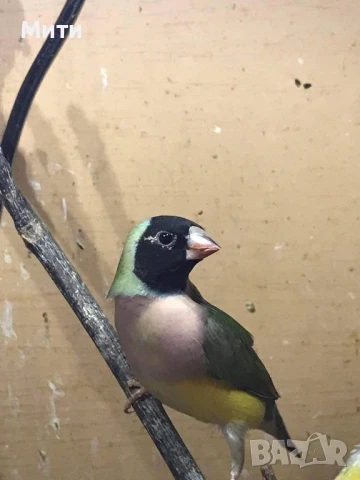 свободни чифтове и по - единични бройки амадини, снимка 1