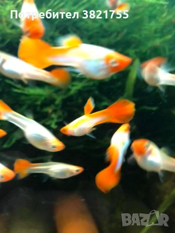 Декоративни рибки, гупи, гупи кои, снимка 4 - Рибки - 52952616