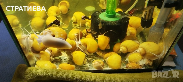 Охлюви АМПУЛАРИЯ