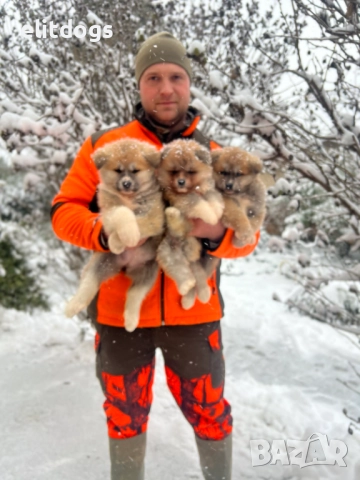 Акита Ину прекрасни кученца , снимка 3 - Акита ину - 52896168