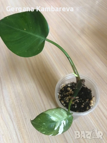 Philodendron White Princess 