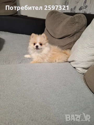Померан, снимка 2 - Померан - 53011352