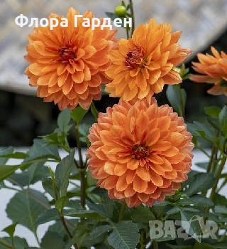 ДАЛИЯ - Глудки/ ПРЕДВАРИТЕЛНИ ПОРЪЧКИ, снимка 10 - Сортови семена и луковици - 44793217