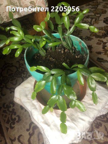 Продавам коледарчета бели и розови, снимка 2 - Саксии и кашпи - 42684608