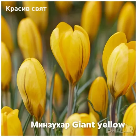 Луковици на  5 сорта минзухари, снимка 4 - Градински цветя и растения - 56329469