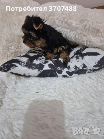 йоркширски териер , снимка 3 - Йоркширски териер - 53086782