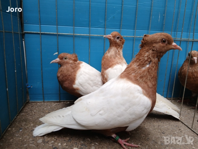 Джимпели Архангели , снимка 6 - Гълъби - 51633514