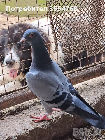 Продавам спортни гълъби , снимка 9 - Гълъби - 50497845