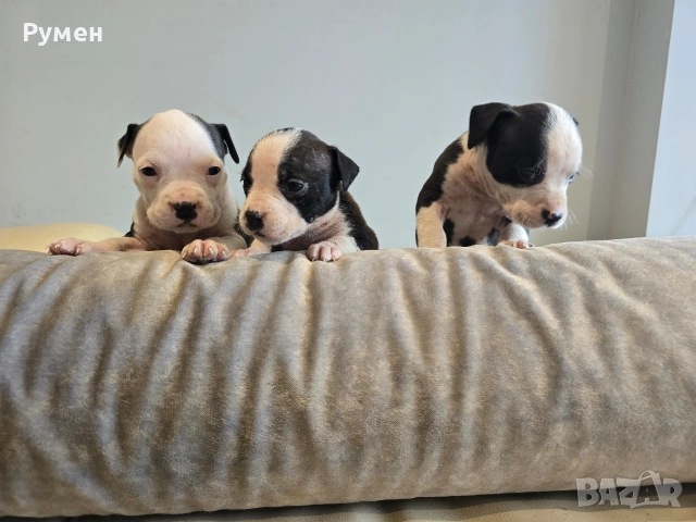 Американски стафордшир териер , снимка 5 - Американски стафордширски териер - 53970216