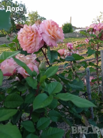 Щамбови рози, собствено производство, цветово разнообразие., снимка 3 - Градински цветя и растения - 51924115