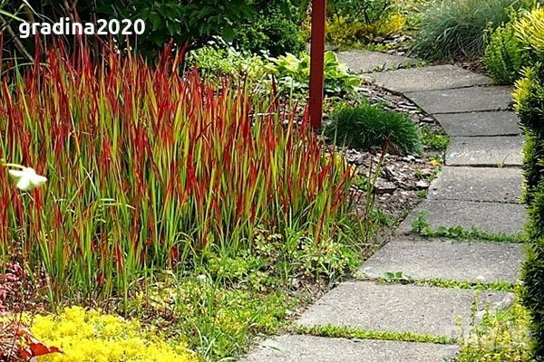 Императа / Imperata cylindrica, снимка 5 - Градински цветя и растения - 29191634