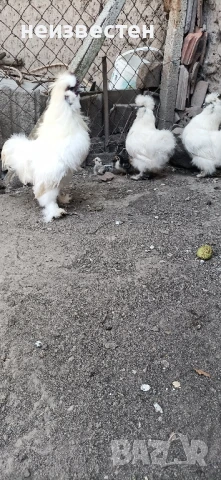 Продавам декоративни птици , снимка 4 - Гълъби - 50857848