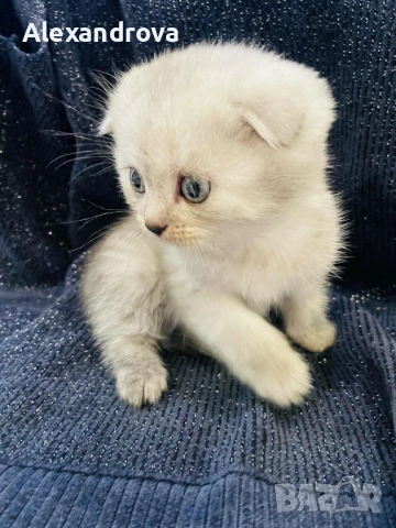 🐾 Шотландска клепоуха (Scottish Fold) – сребърна чинчила 🐾, снимка 2 - Чинчили - 52925727