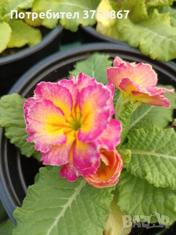 🌿💞🌸 Кичеста иглика, тип розичка, снимка 6 - Градински цветя и растения - 53068918