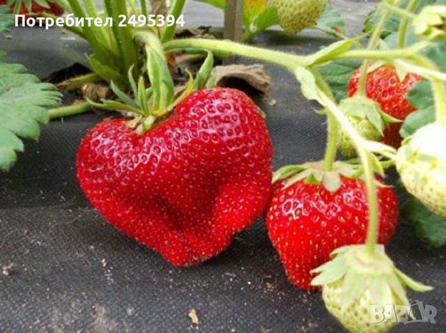 Prodavam korencheta celogodishni qgodi 2 sorta Albion i Elsinor, снимка 3 - Разсади - 44673148