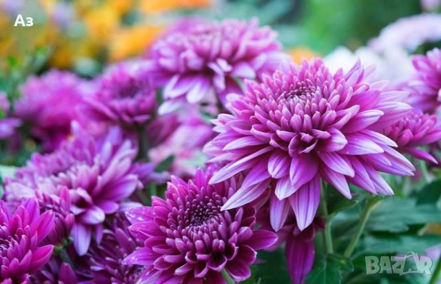 Продавам хризантеми – корени със стъбло за есенно засаждане, снимка 3 - Разсади - 52242527