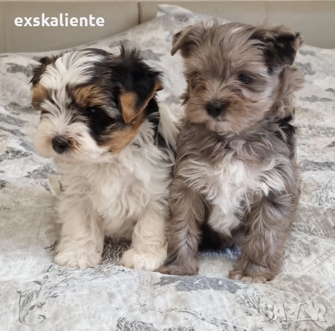 Йоркширски Териер Мерле и Бивер, снимка 3 - Йоркширски териер - 54242884