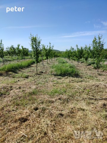 Овощна градина , снимка 5 - Земеделска земя - 38065060