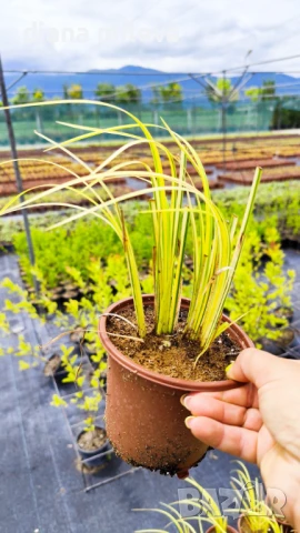 Акорус, Acorus Gramineus Ogon!!!, снимка 5 - Градински цветя и растения - 49964248