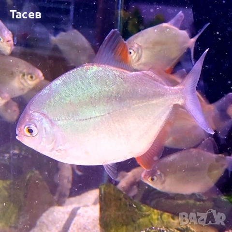 Милеус рубрипинис 6-7см