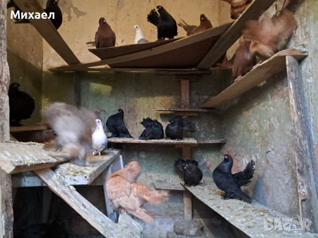Гълъби, снимка 7 - Гълъби - 54091665