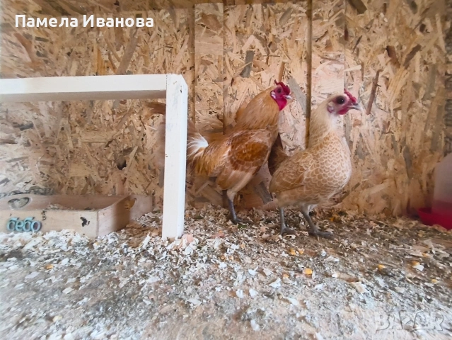 Яйца от зибрайт , снимка 2 - Кокошки и пуйки - 54169432