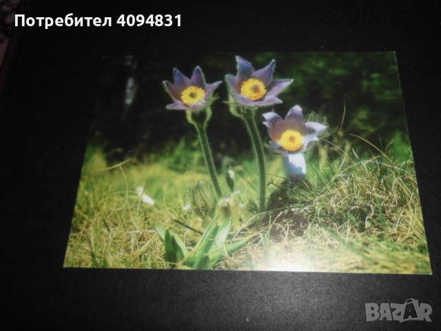 Стари албуми 2бр. с Пощенски картички / Цветя, снимка 9 - Колекции - 52099682