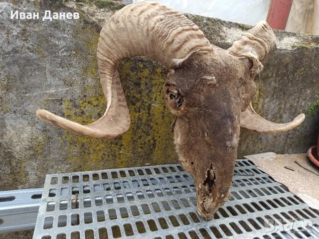 Продавам рога от елен и Коч, снимка 13 - Други ценни предмети - 36923018