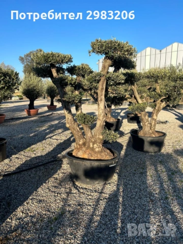 Продавам маслинови дървета