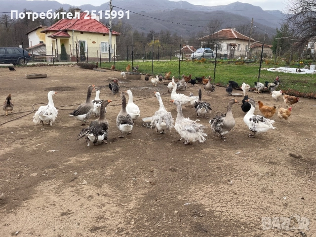 Продавам Гъски