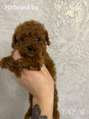 Пудел Той , снимка 7 - Пудели - 48264579