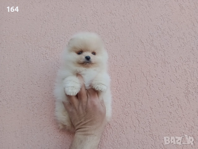 Померани. Реални снимки !!! , снимка 5 - Померан - 54147226