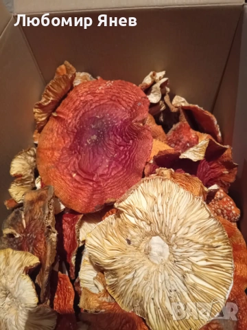 Сушени червени мухоморки, снимка 1 - Хранителни добавки - 53304891