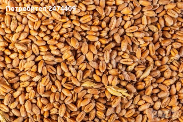 Пшеница царевица , снимка 1 - За селскостопански - 37211914