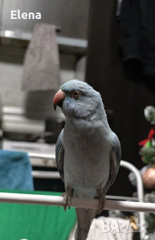 Продавам папагал с лакомство