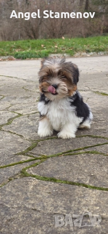 Бивър йоркширски териер момиченце!